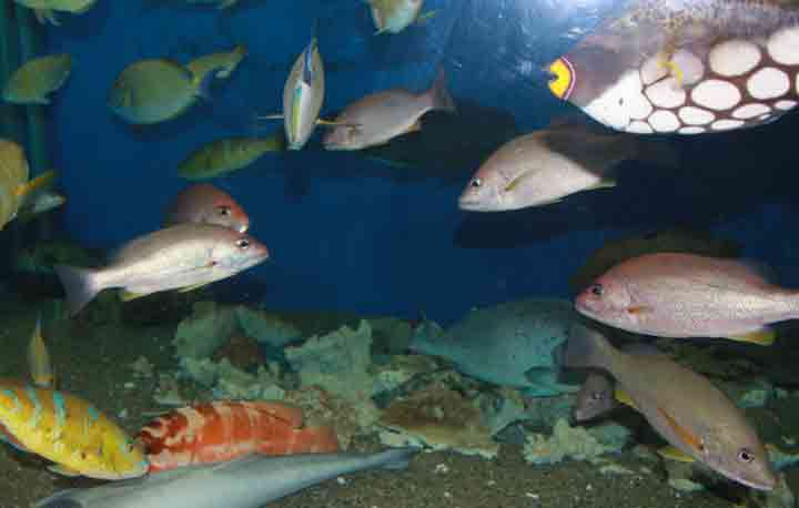 京都大学 白浜水族館「魚たち」